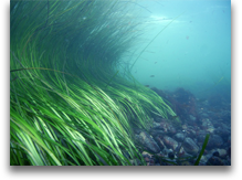Pacific northwest eel grass